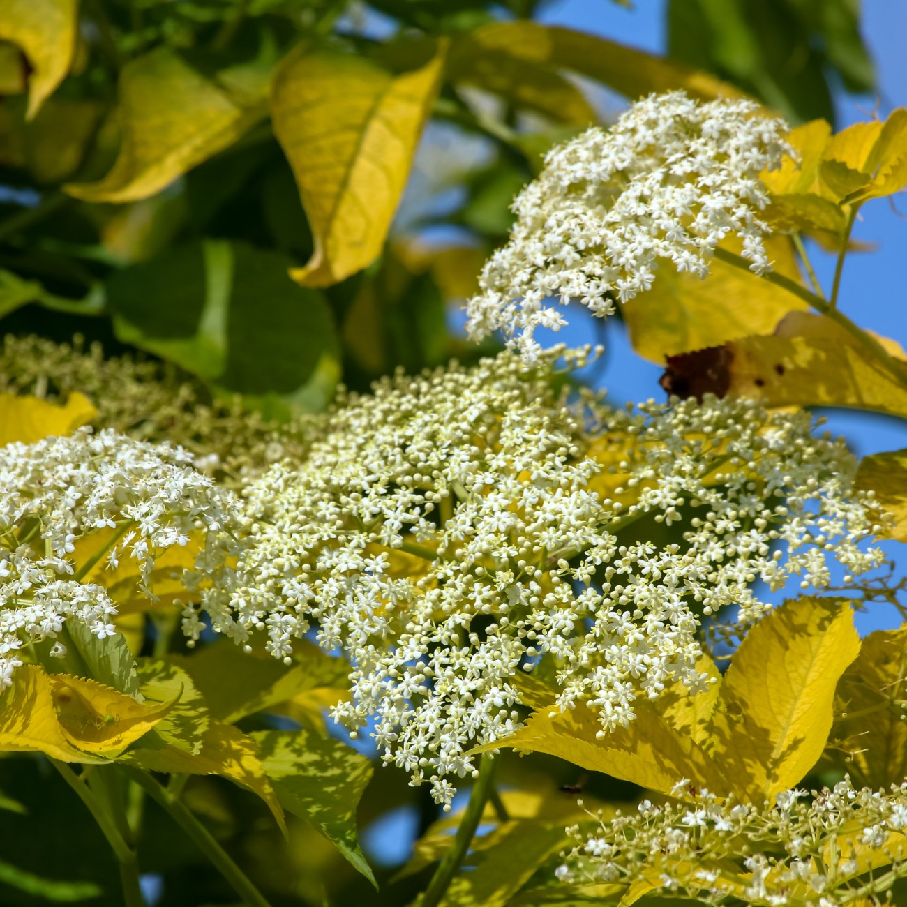 Obrázok Baza čierna (Sambucus Nigra) ´GOLDEN TOWER´® - výška 20-30 cm, kont. C2L